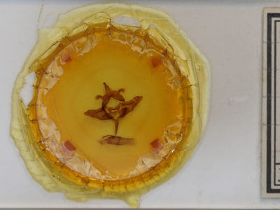 slide view of adult Colocasia flavicornis