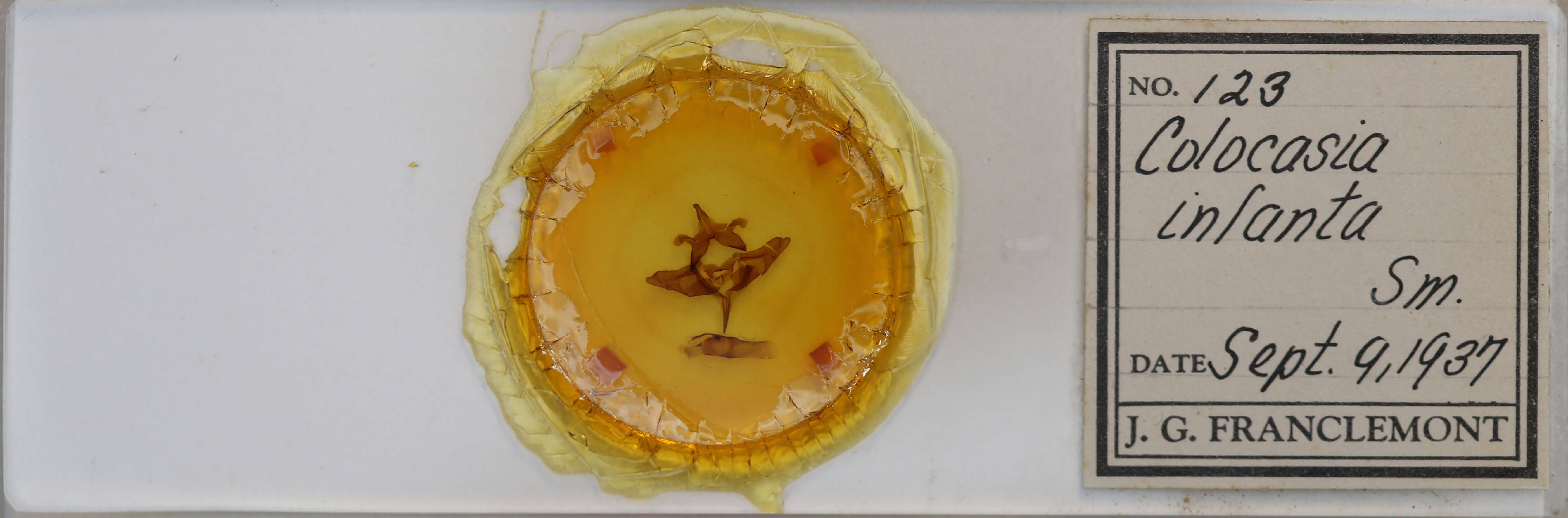 slide view of adult Colocasia flavicornis