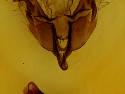 genitalia view of adult Egira dolosa