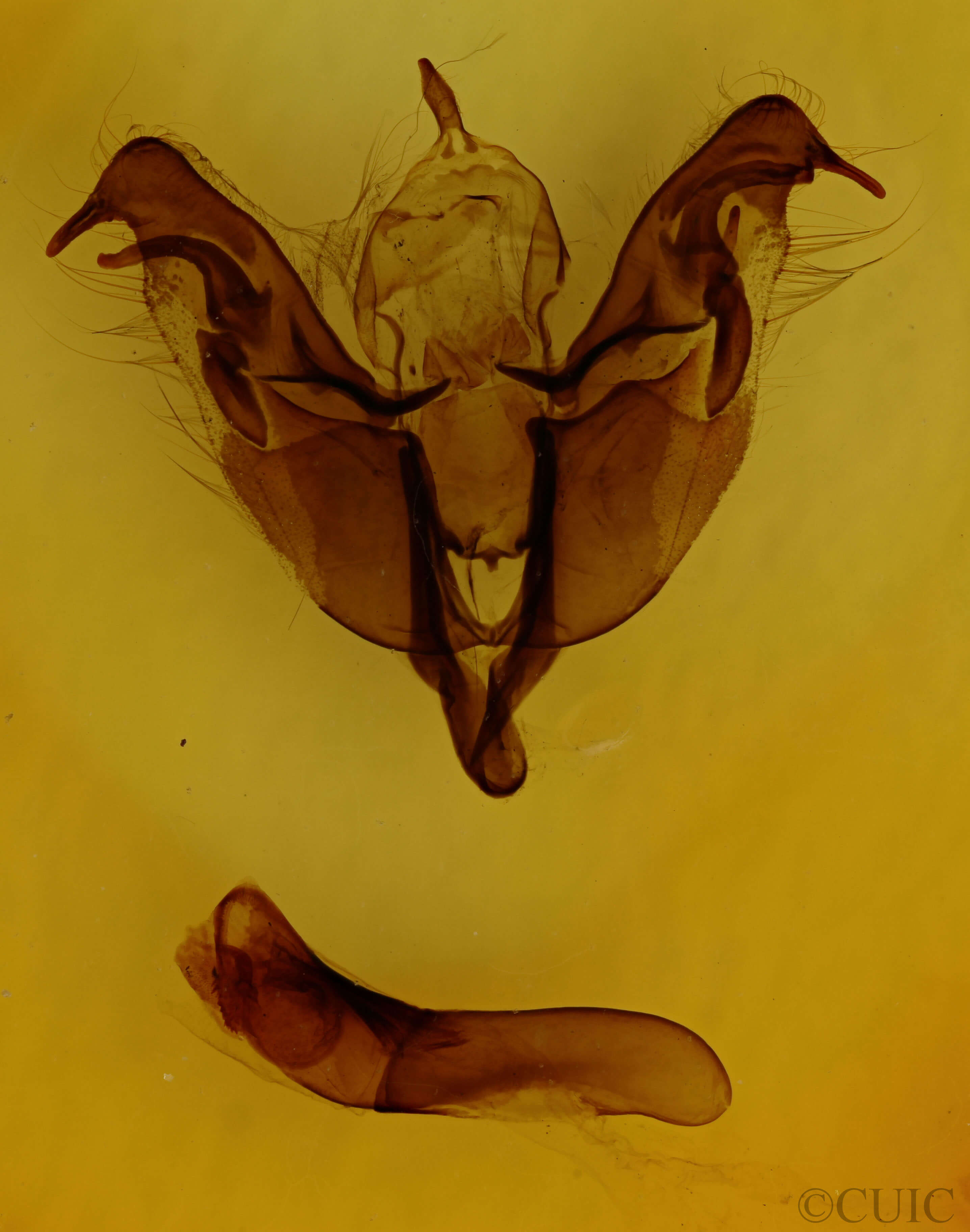 genitalia view of adult Egira dolosa