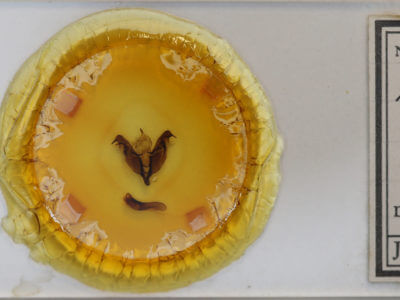 slide view of adult Egira dolosa