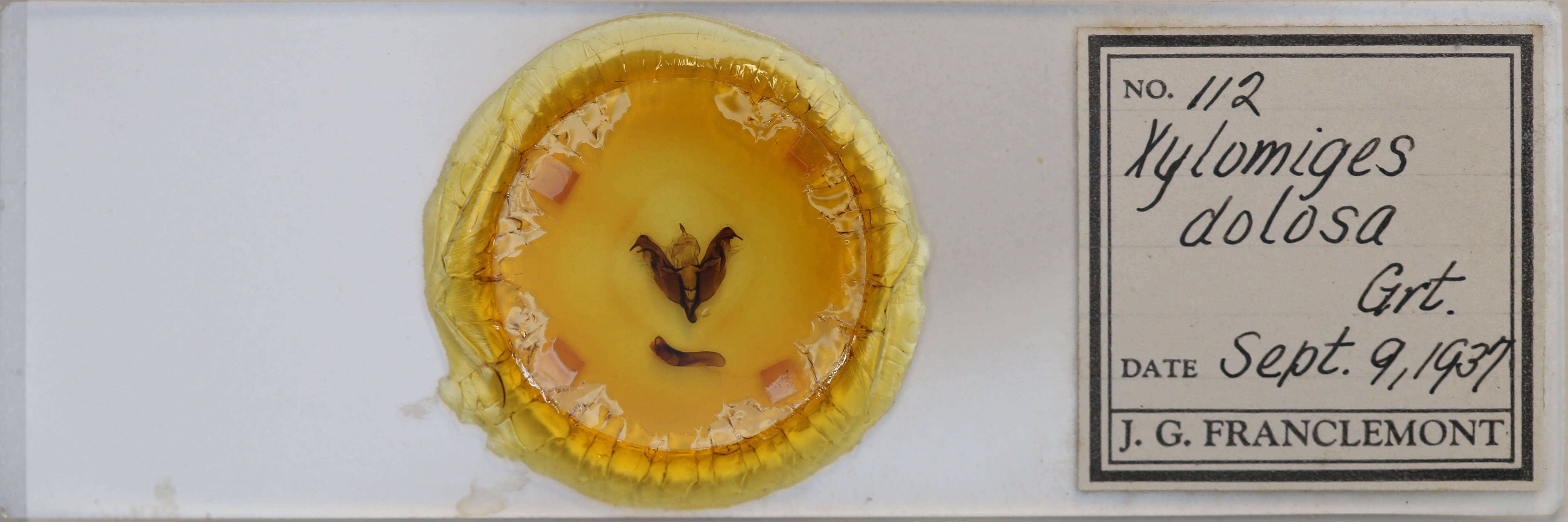 slide view of adult Egira dolosa