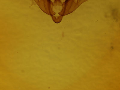 genitalia view of adult Enargia decolor