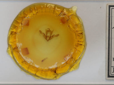 slide view of adult Enargia decolor