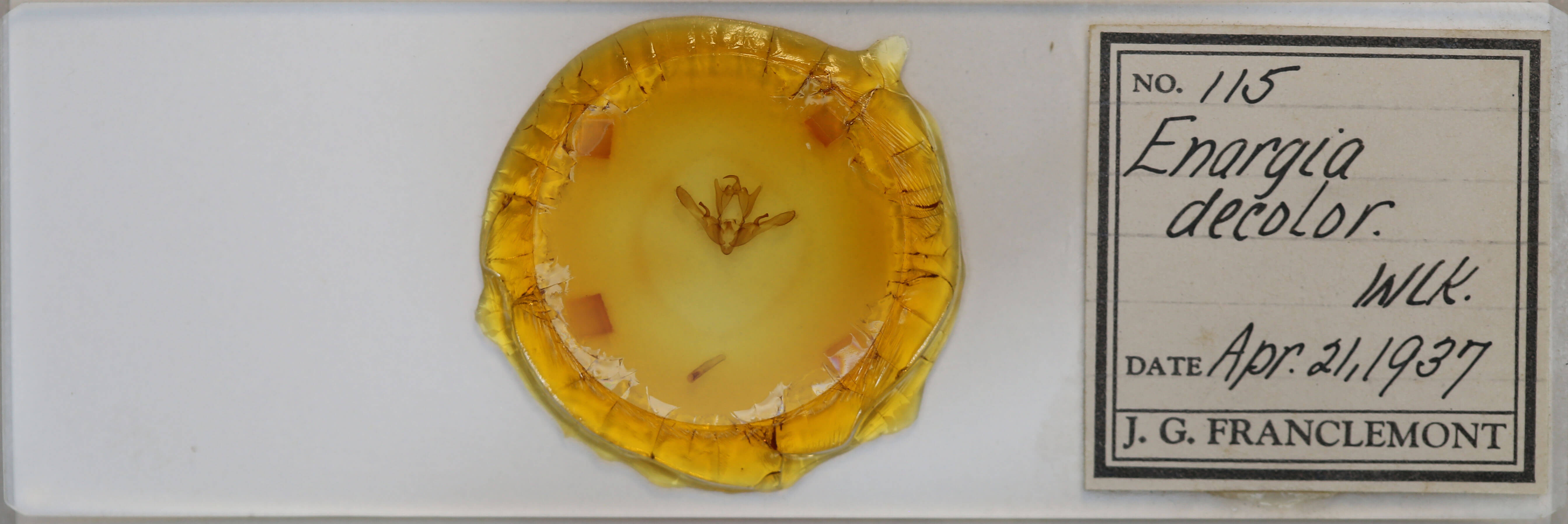 slide view of adult Enargia decolor