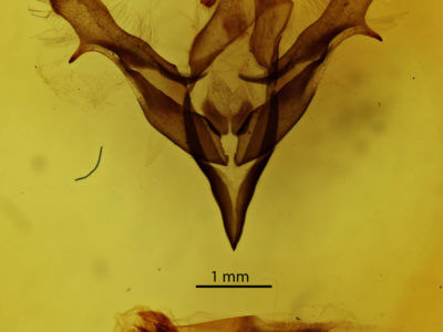 genitalia view of adult Feralia major