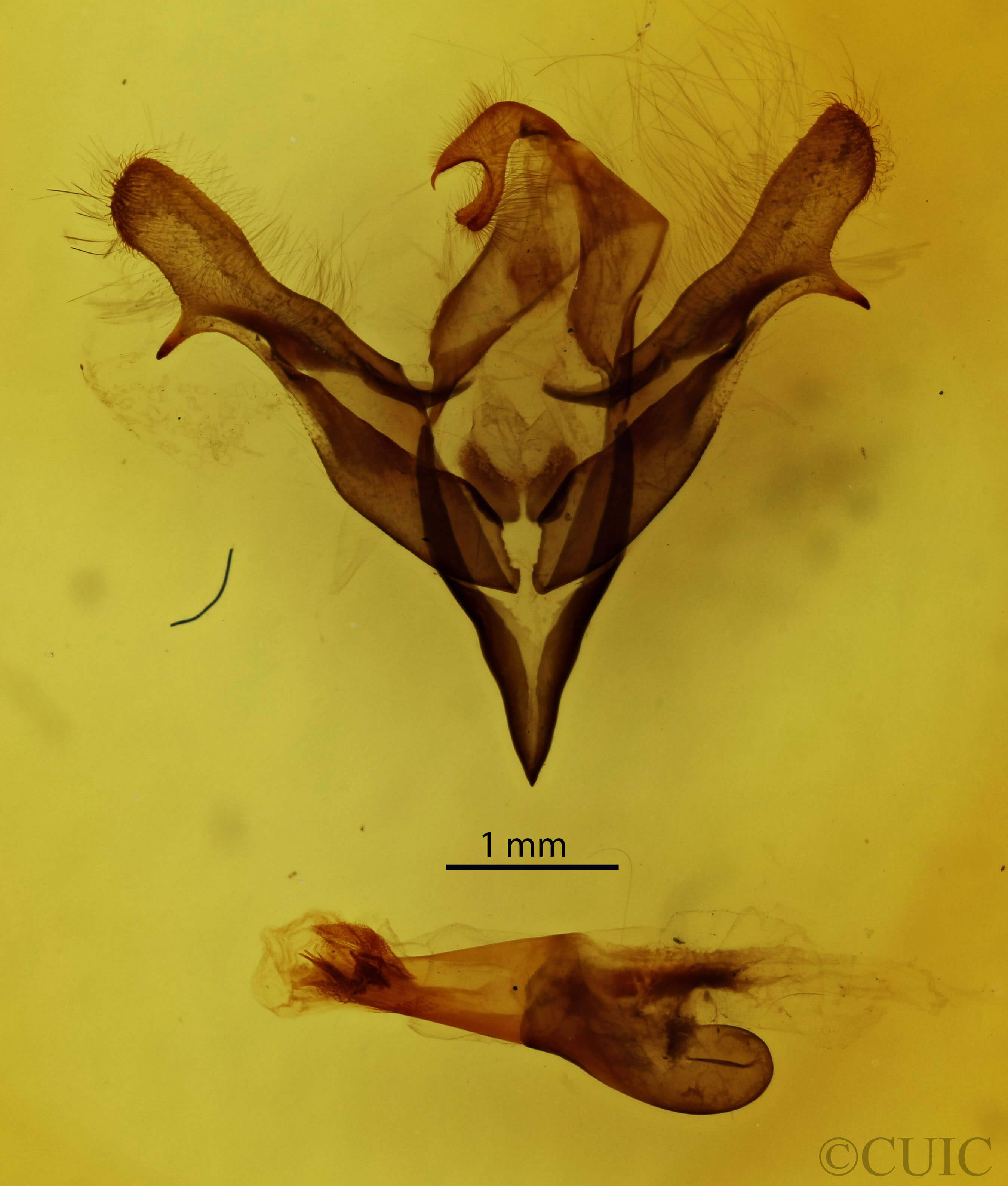 genitalia view of adult Feralia major