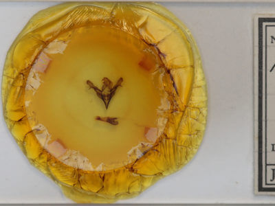 slide view of adult Feralia major