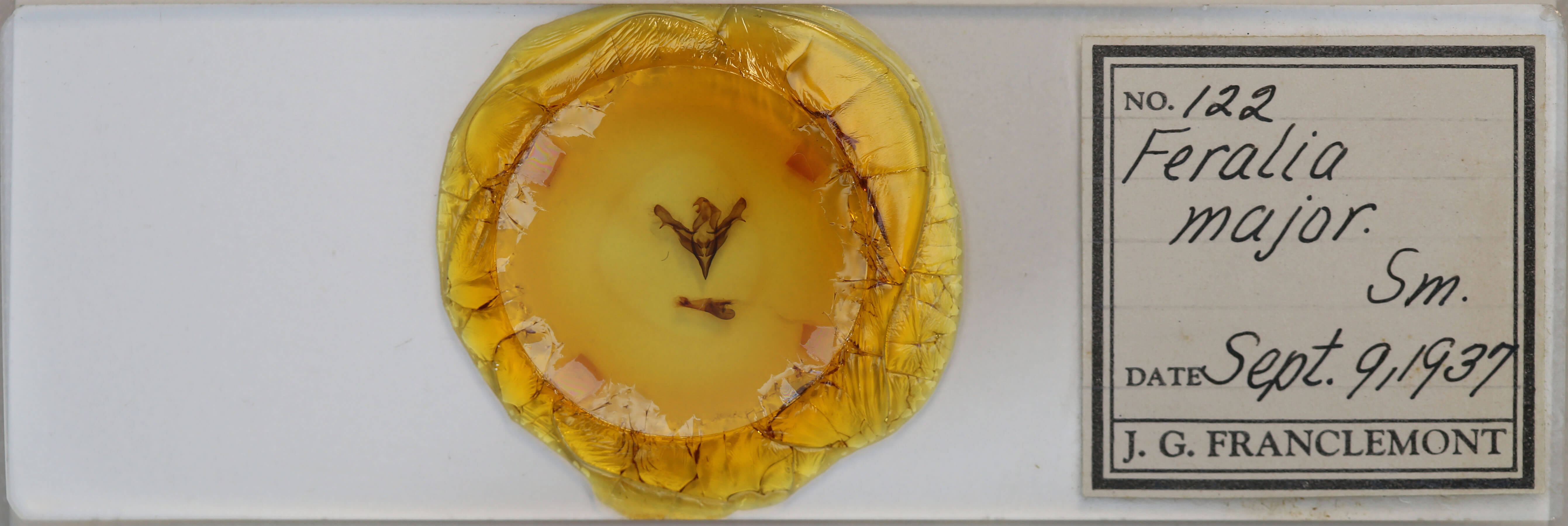 slide view of adult Feralia major