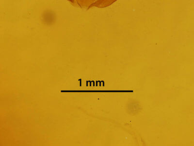genitalia view of adult Iridopsis ephyraria