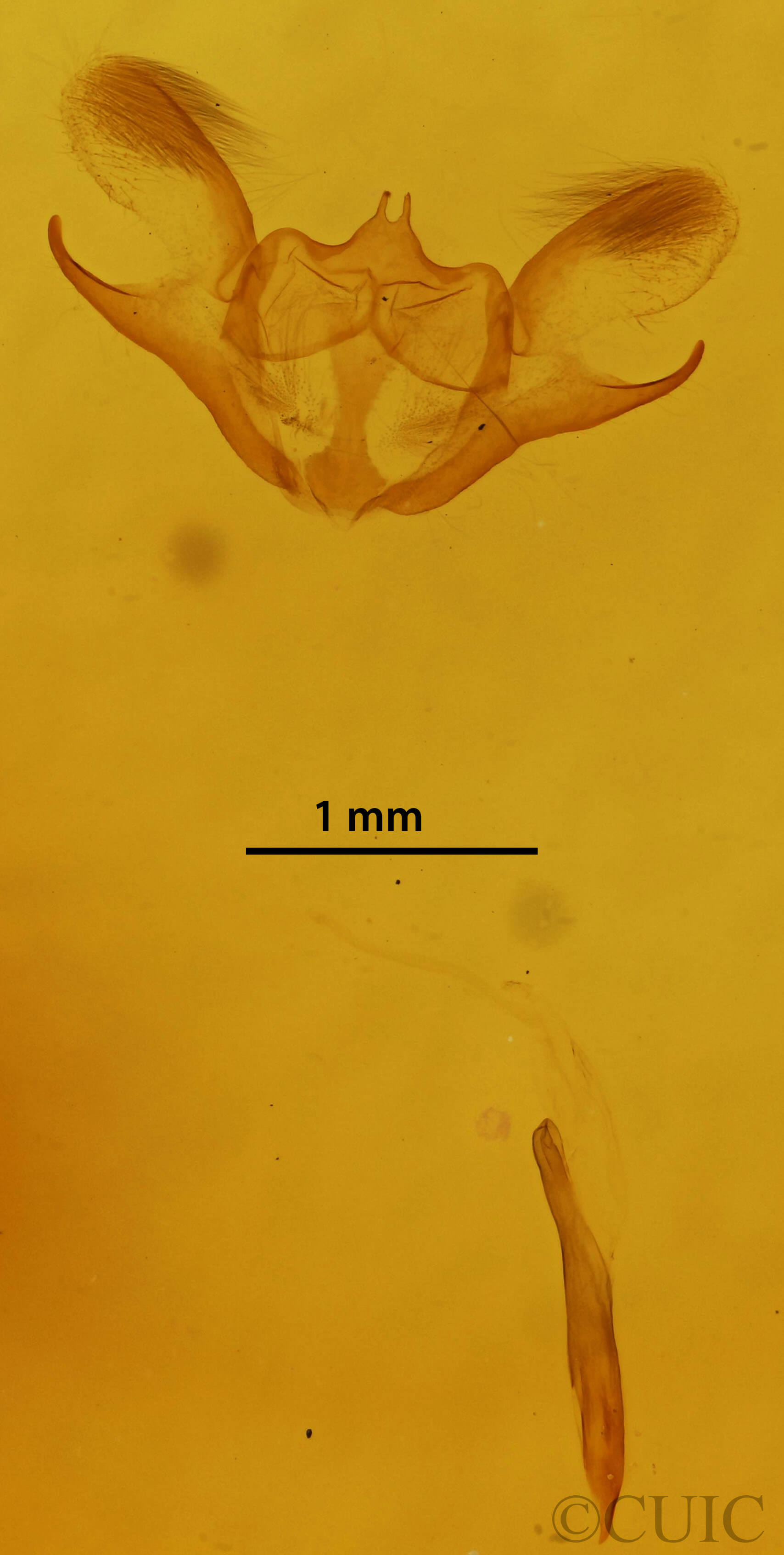 genitalia view of adult Iridopsis ephyraria