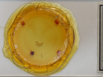 slide view of adult Iridopsis ephyraria