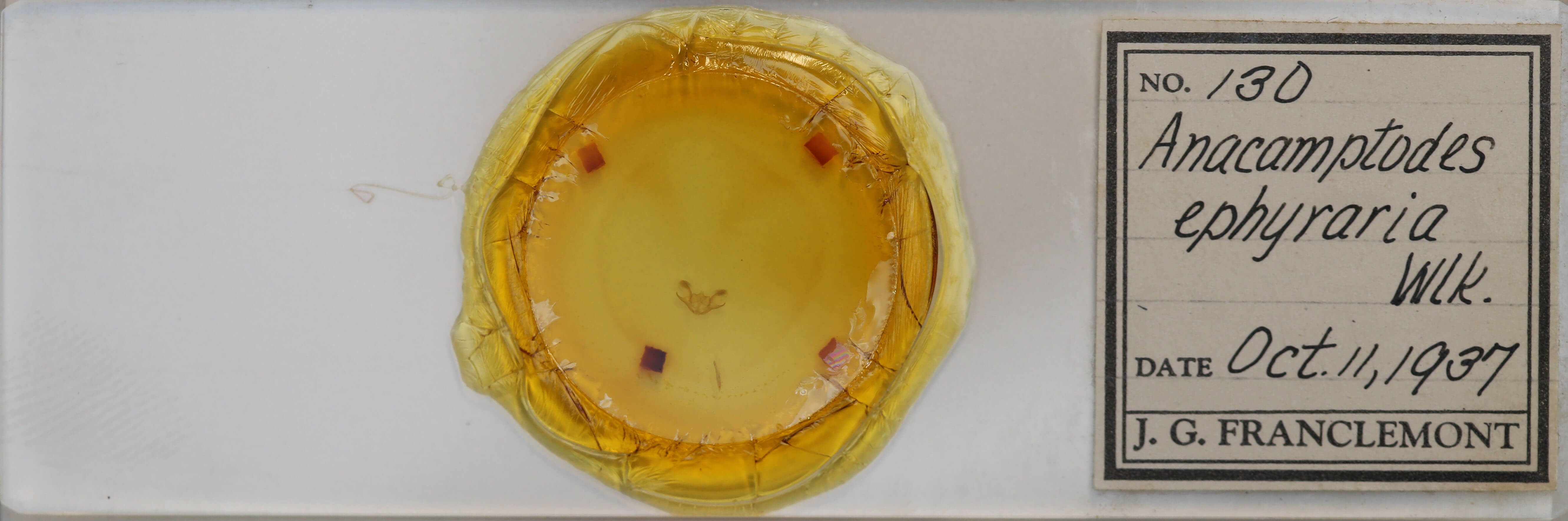 slide view of adult Iridopsis ephyraria