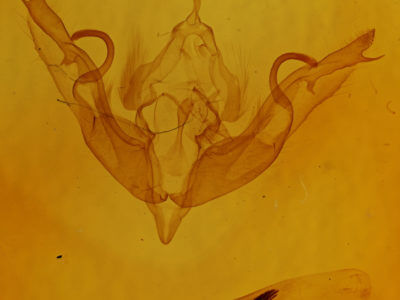 genitalia view of adult Lithophane petulca