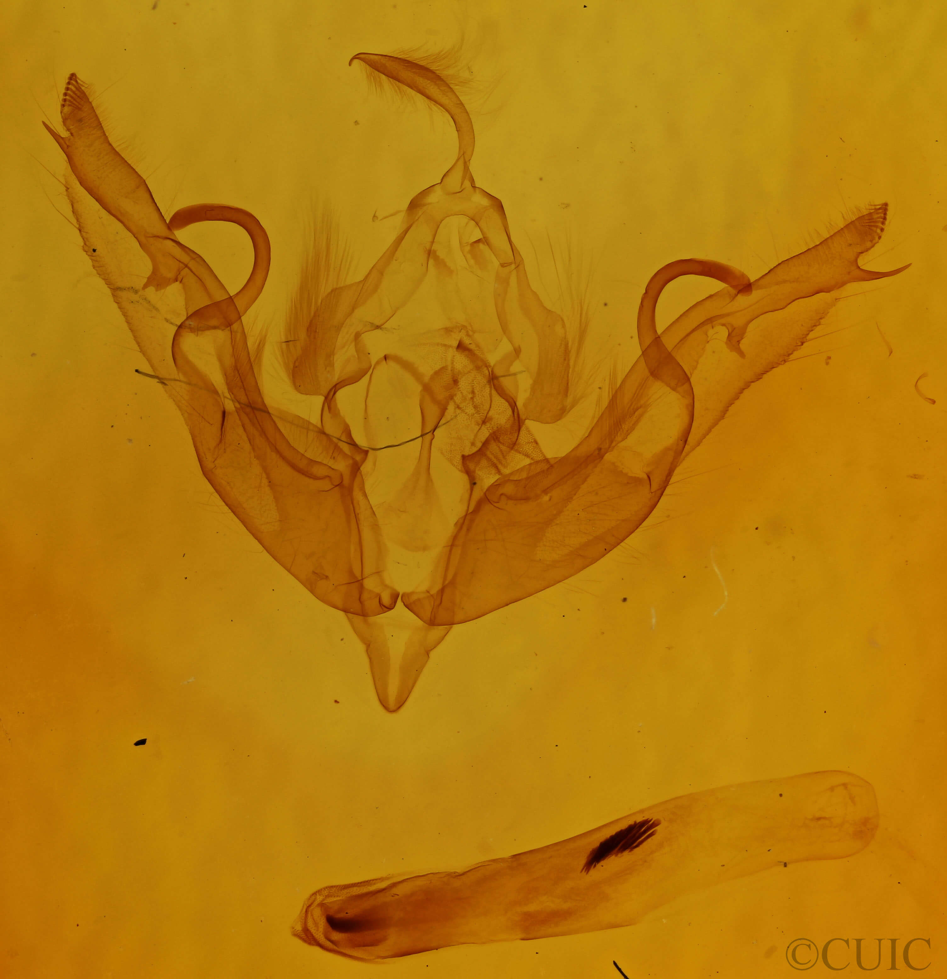 genitalia view of adult Lithophane petulca