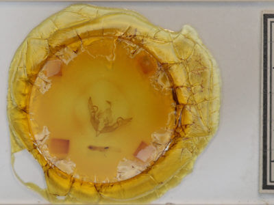 slide view of adult Lithophane petulca