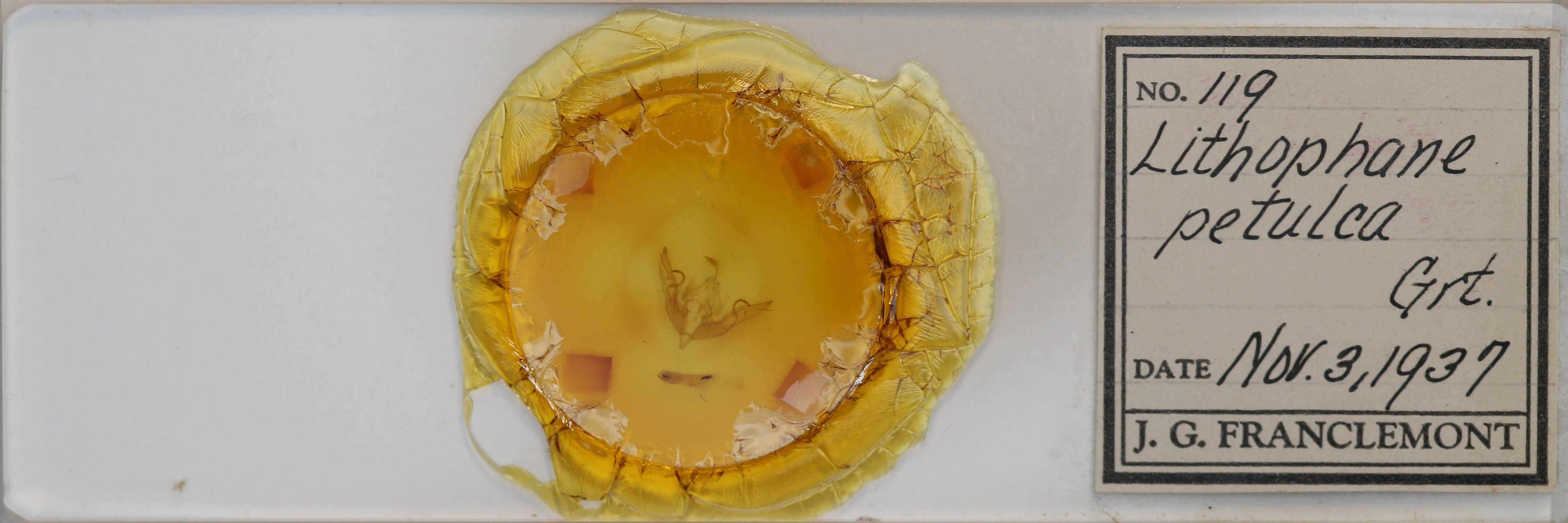 slide view of adult Lithophane petulca