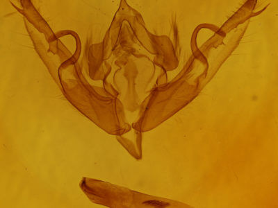 genitalia view of adult Lithophane petulca