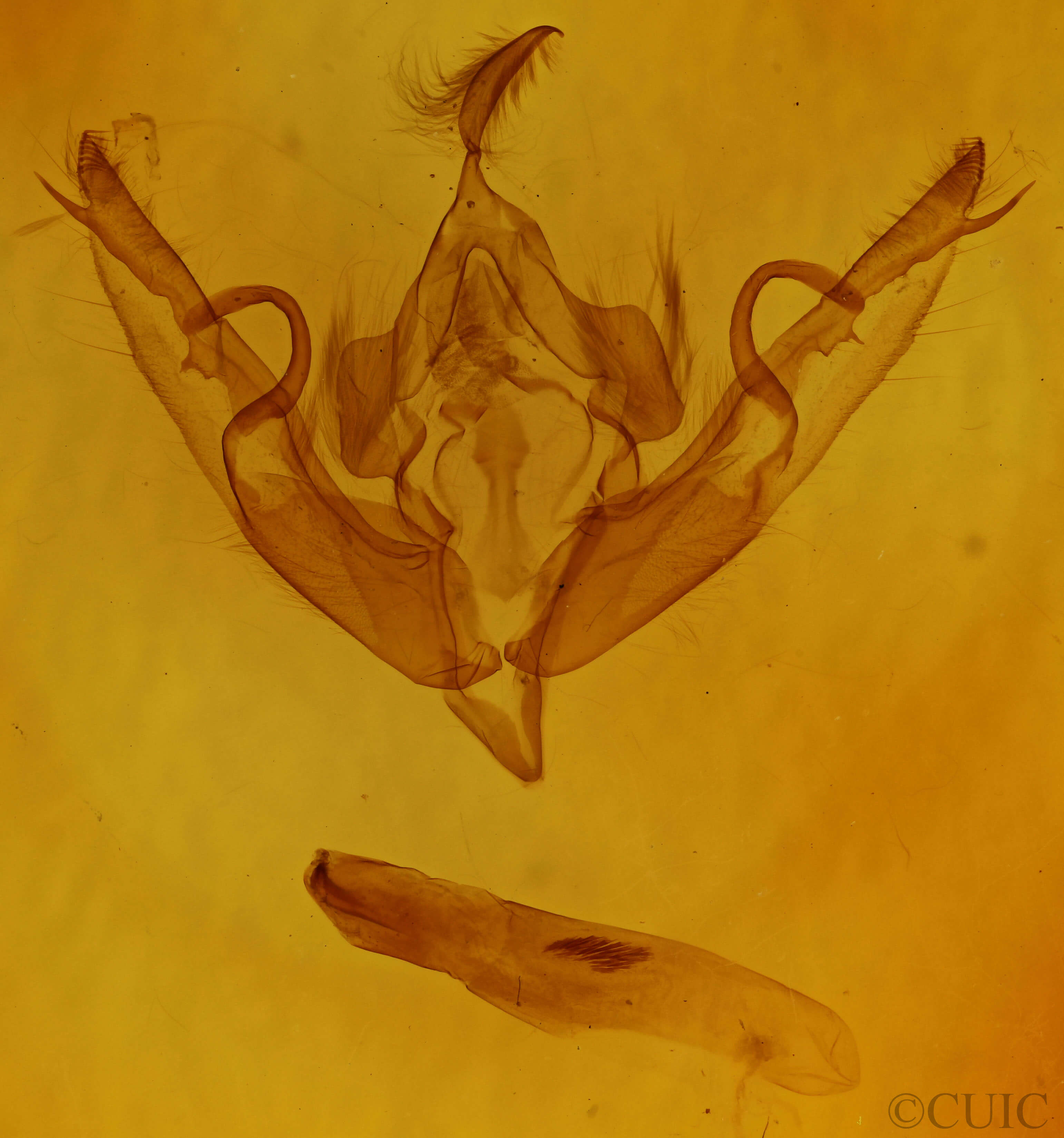 genitalia view of adult Lithophane petulca