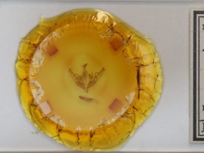 slide view of adult Lithophane petulca