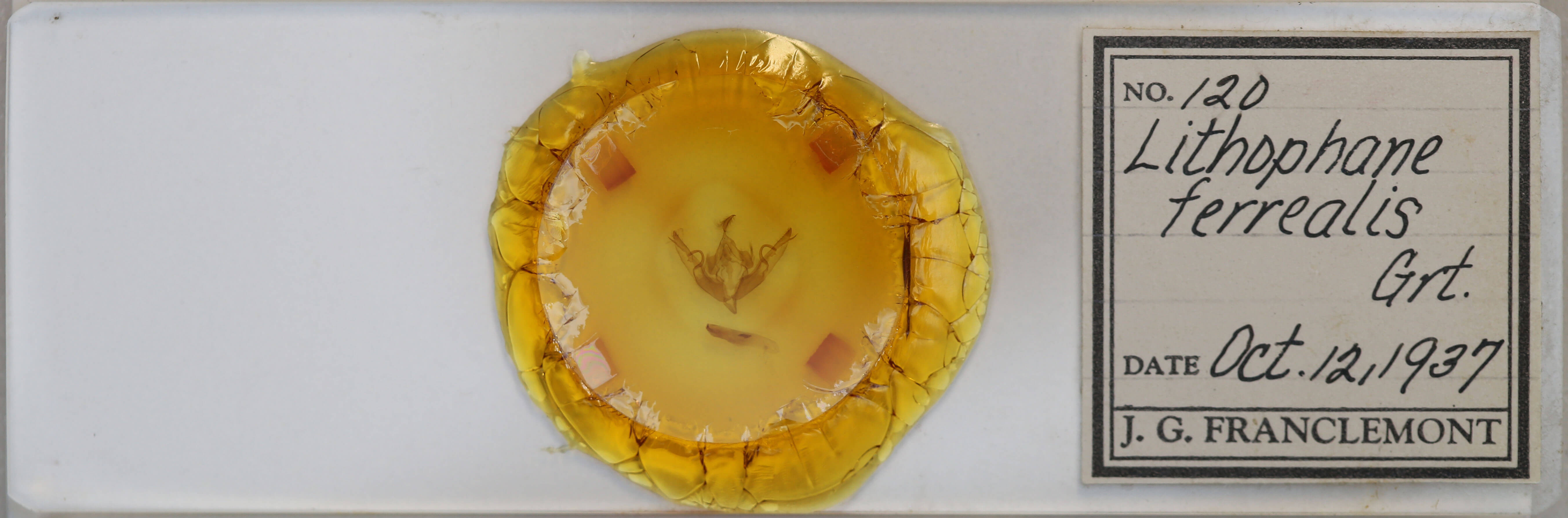 slide view of adult Lithophane petulca