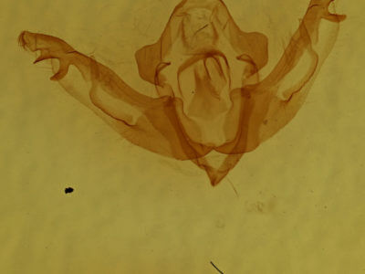 genitalia view of adult Lithophane pexata