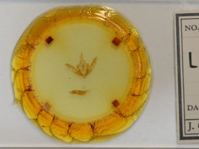 slide view of adult Lithophane pexata