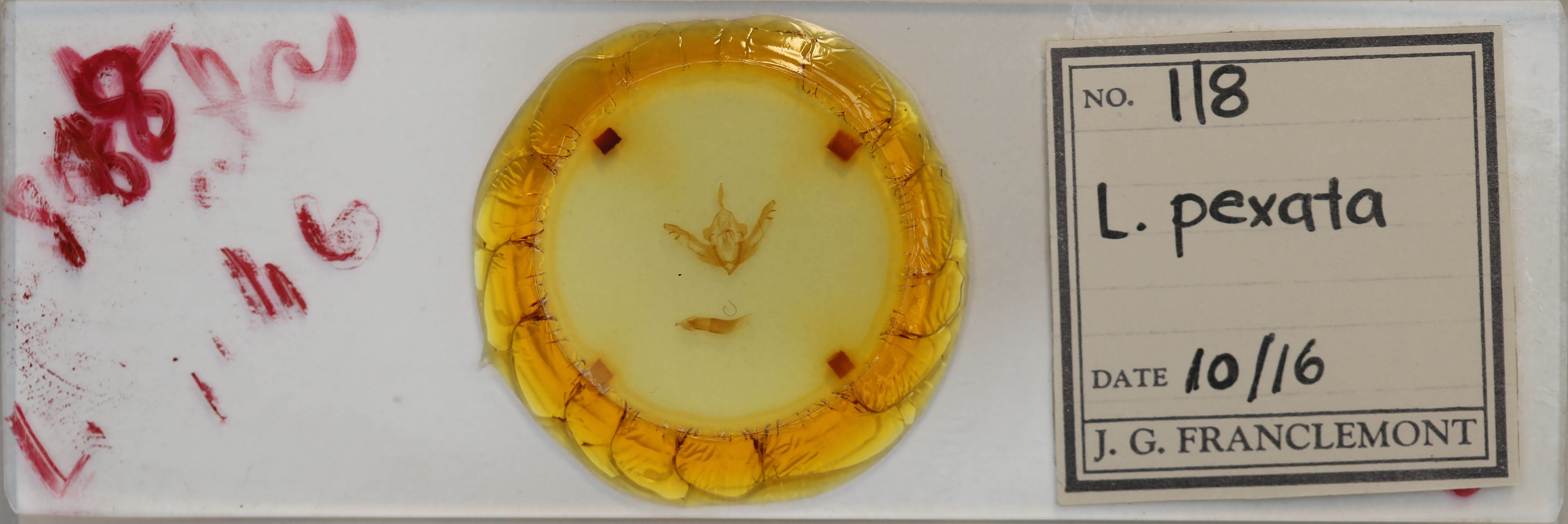 slide view of adult Lithophane pexata