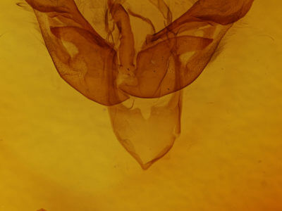 genitalia view of adult Parapamea buffaloensis