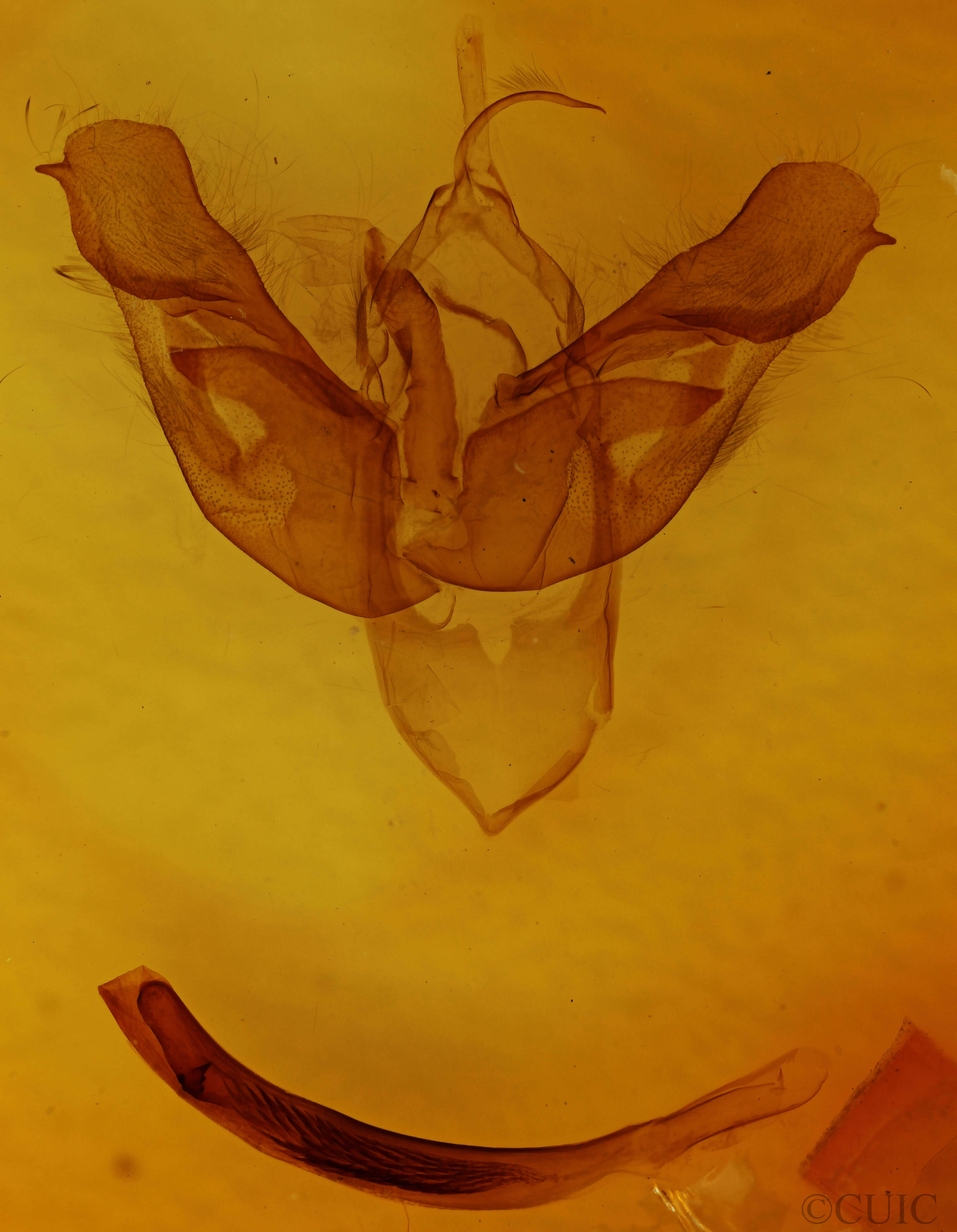 genitalia view of adult Parapamea buffaloensis