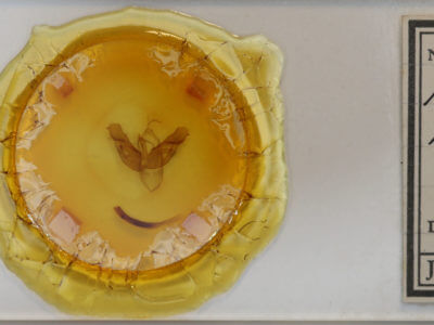 slide view of adult Parapamea buffaloensis