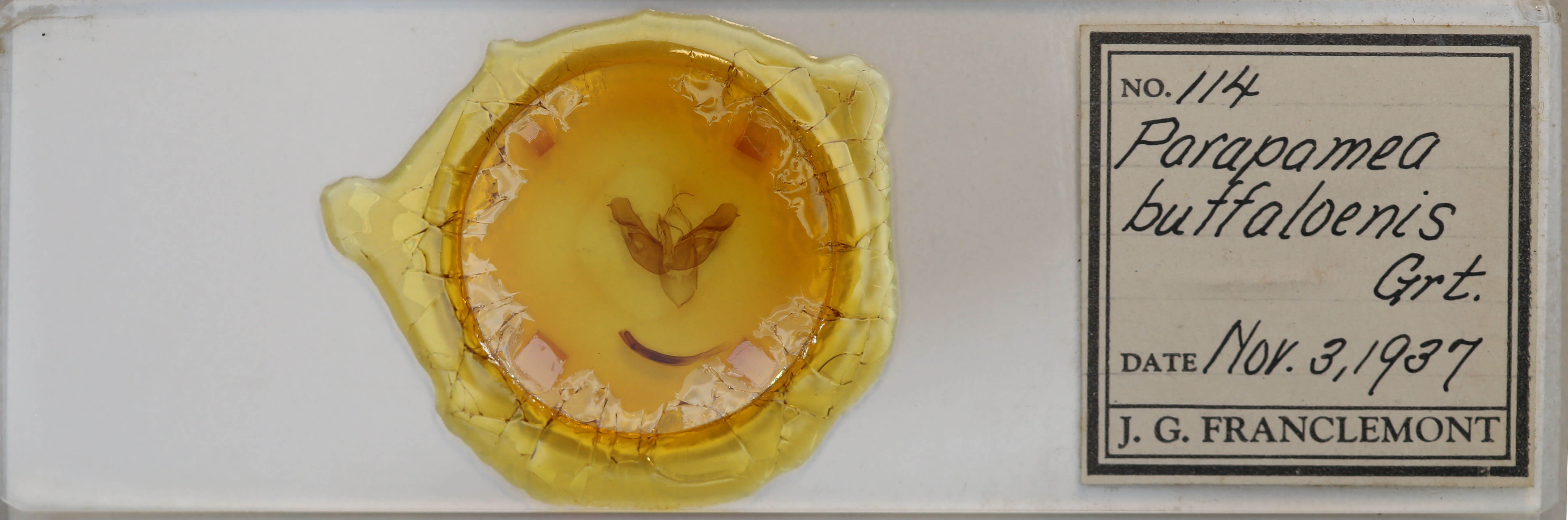 slide view of adult Parapamea buffaloensis