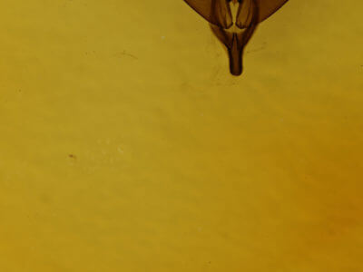 genitalia view of adult Polygrammate hebraeicum