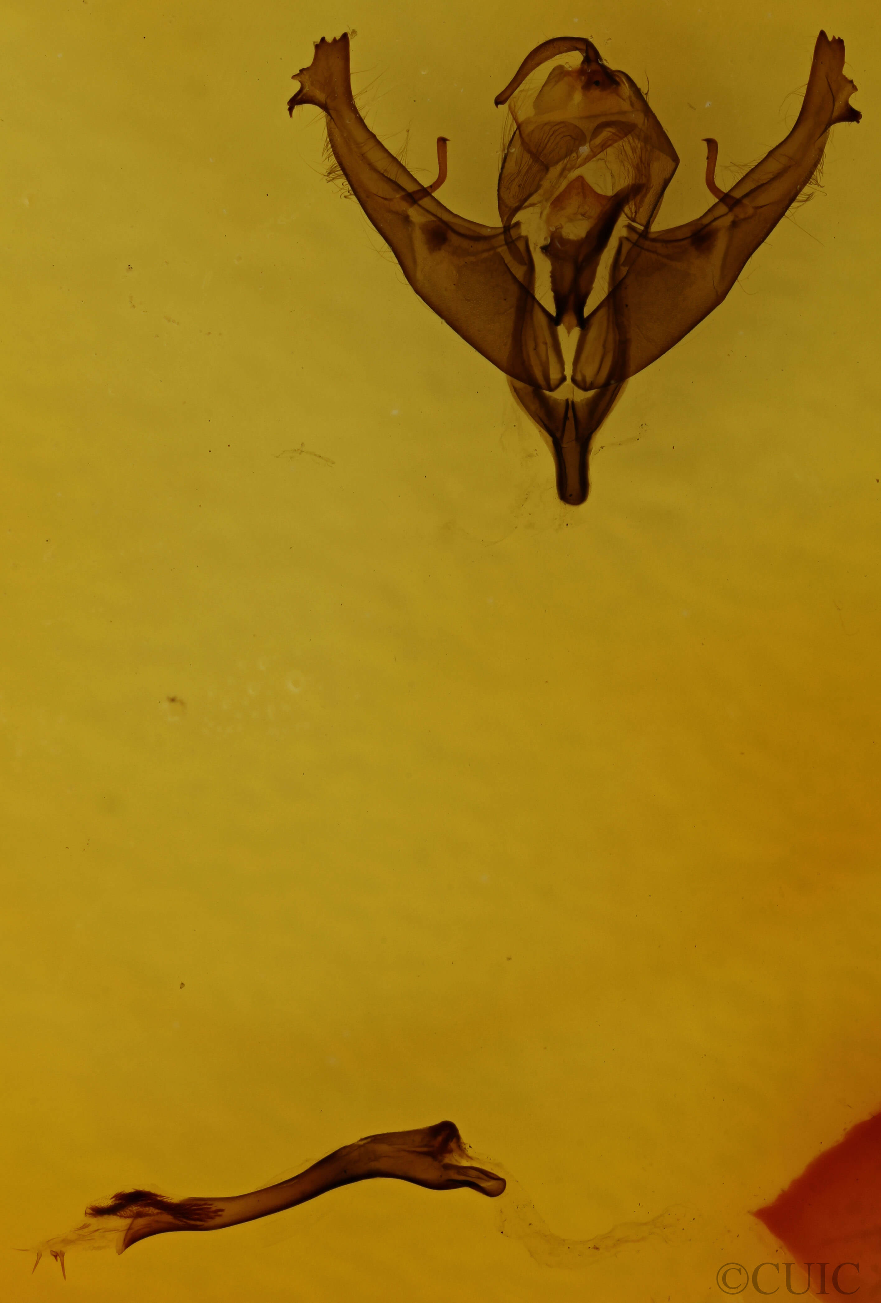 genitalia view of adult Polygrammate hebraeicum