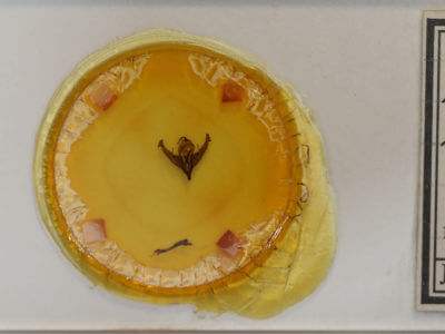 slide view of adult Polygrammate hebraeicum