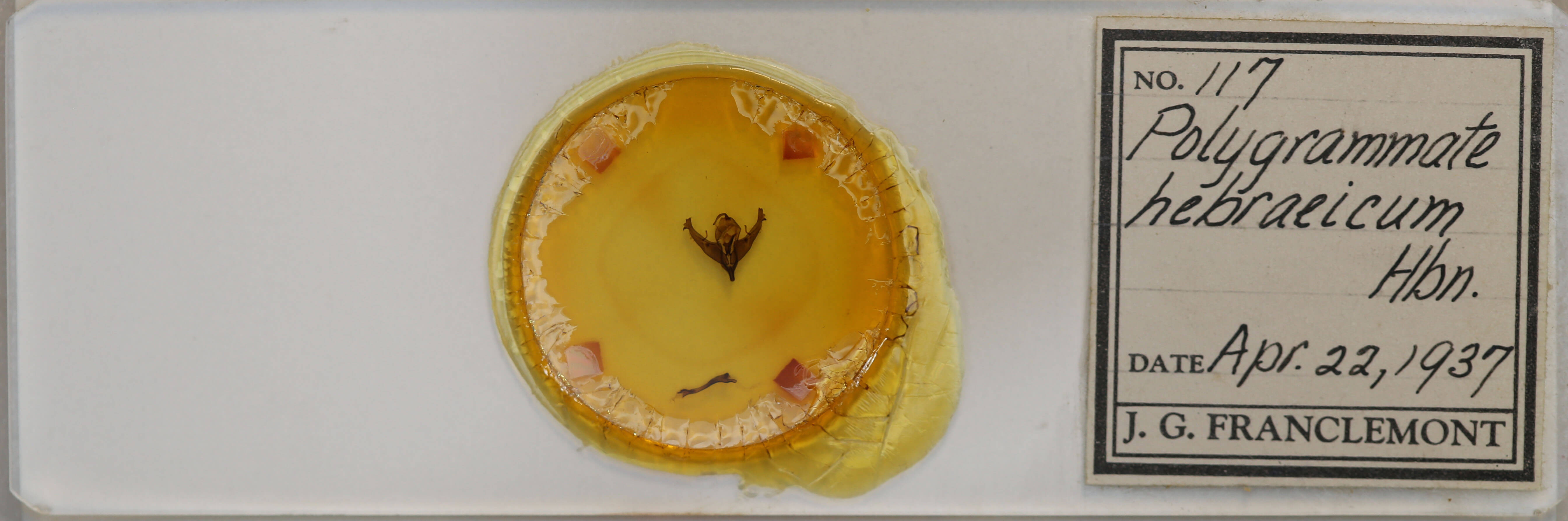 slide view of adult Polygrammate hebraeicum