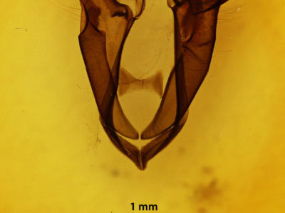 genitalia view of adult Zale aeruginosa