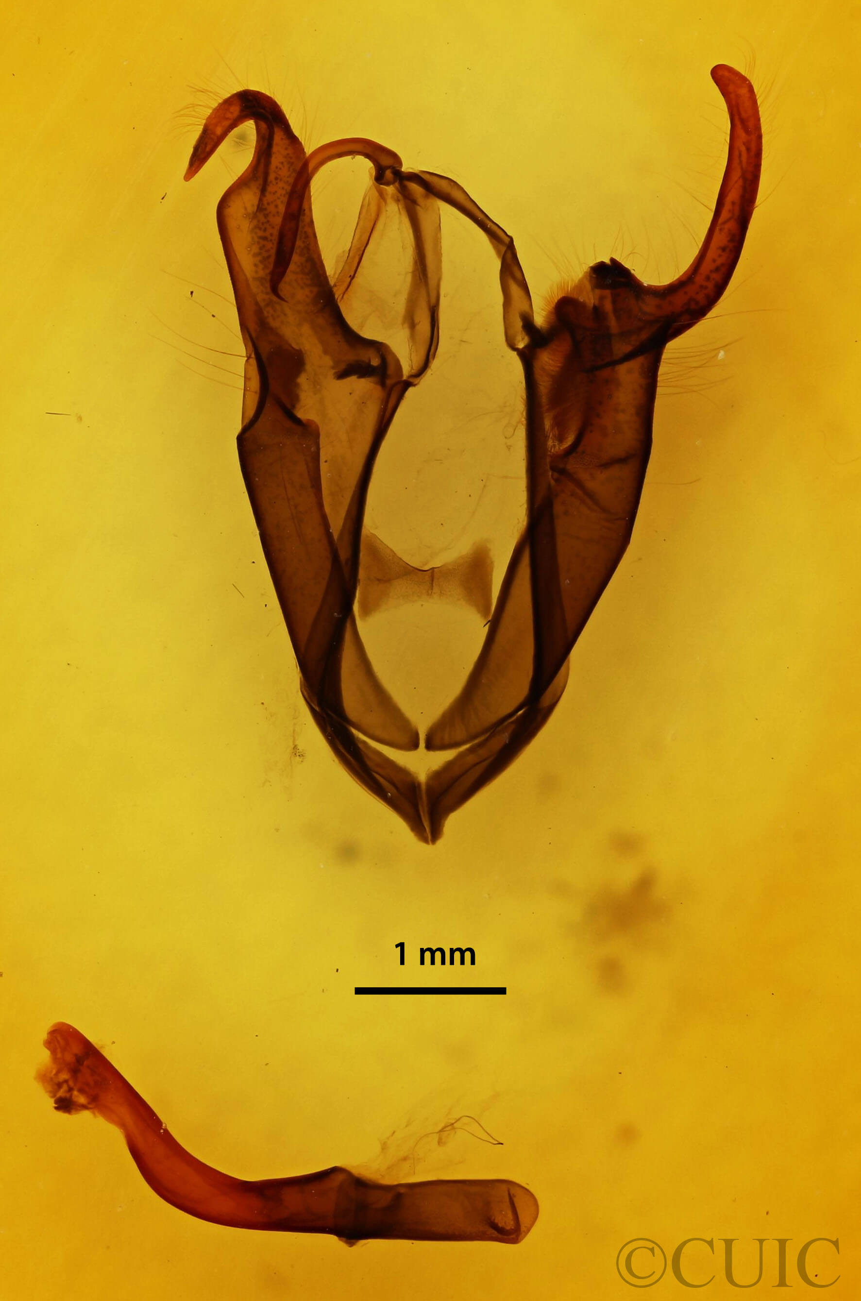 genitalia view of adult Zale aeruginosa