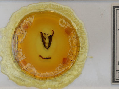 slide view of adult Zale aeruginosa