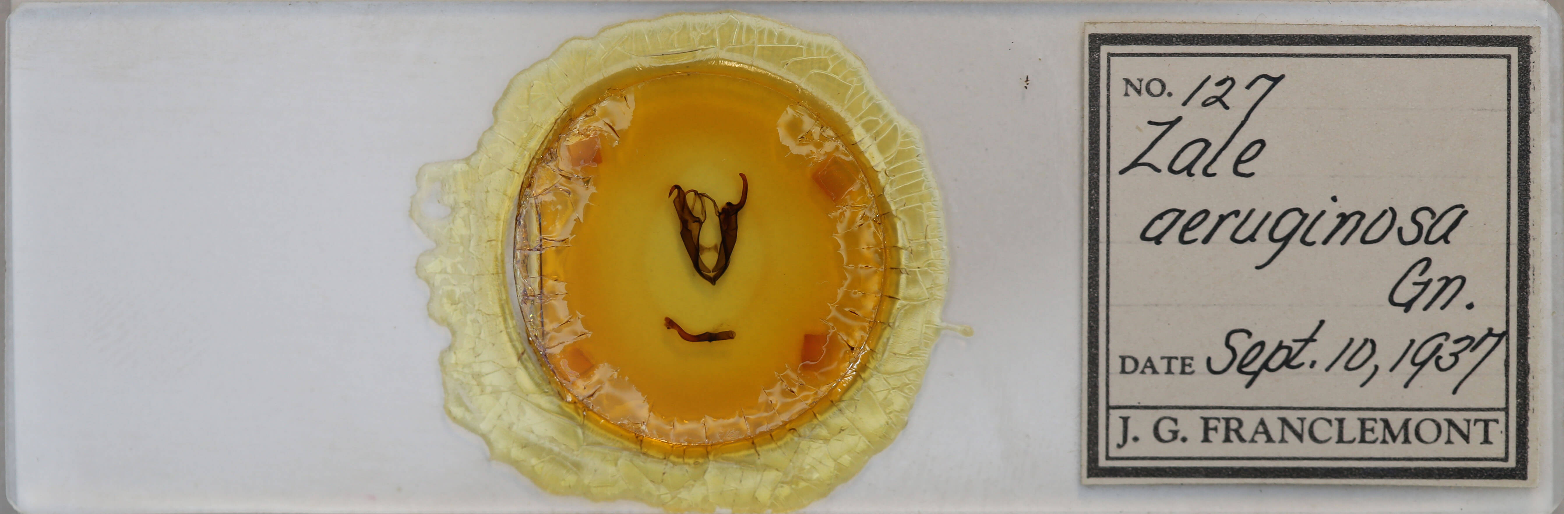 slide view of adult Zale aeruginosa