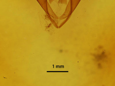 genitalia view of adult Zale duplicata