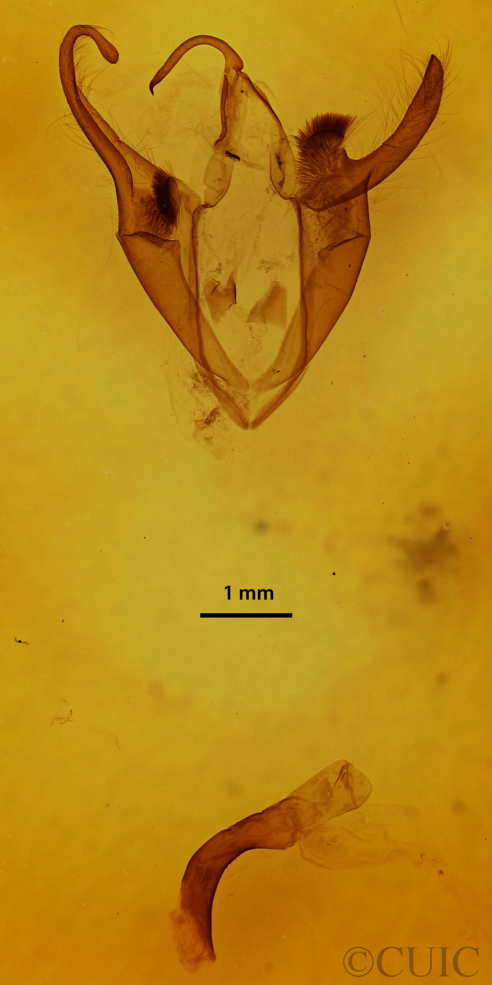 genitalia view of adult Zale duplicata