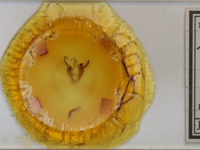 slide view of adult Zale duplicata