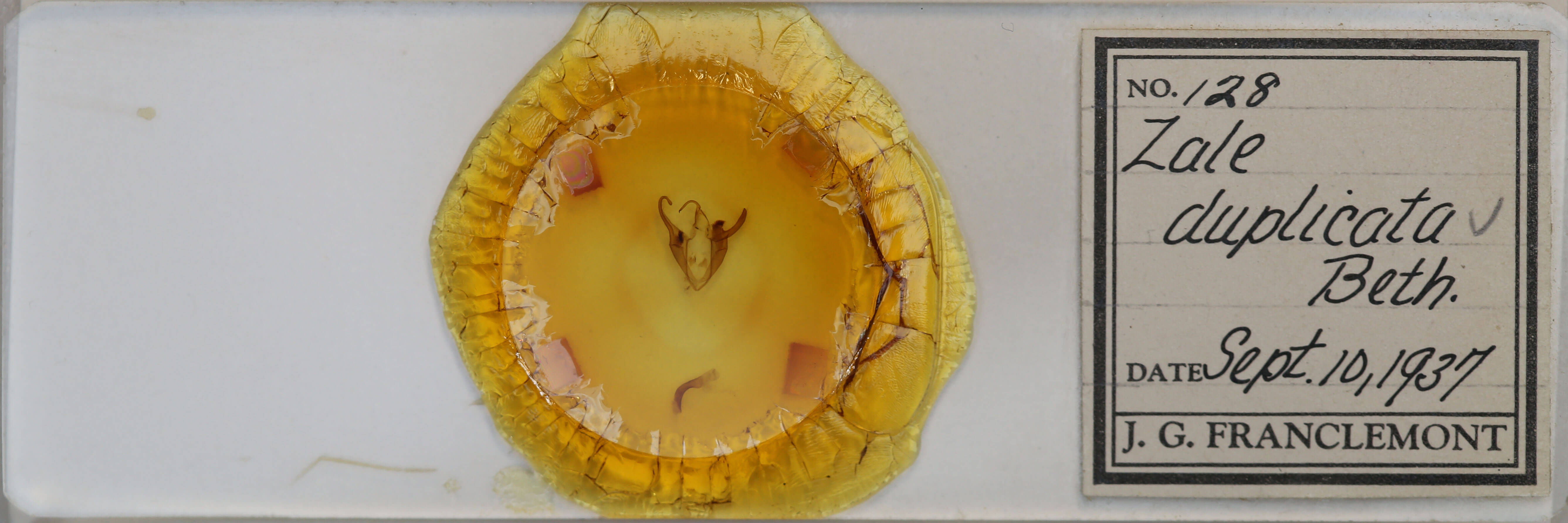 slide view of adult Zale duplicata