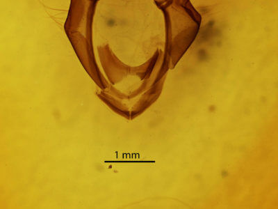 genitalia view of adult Zale horrida