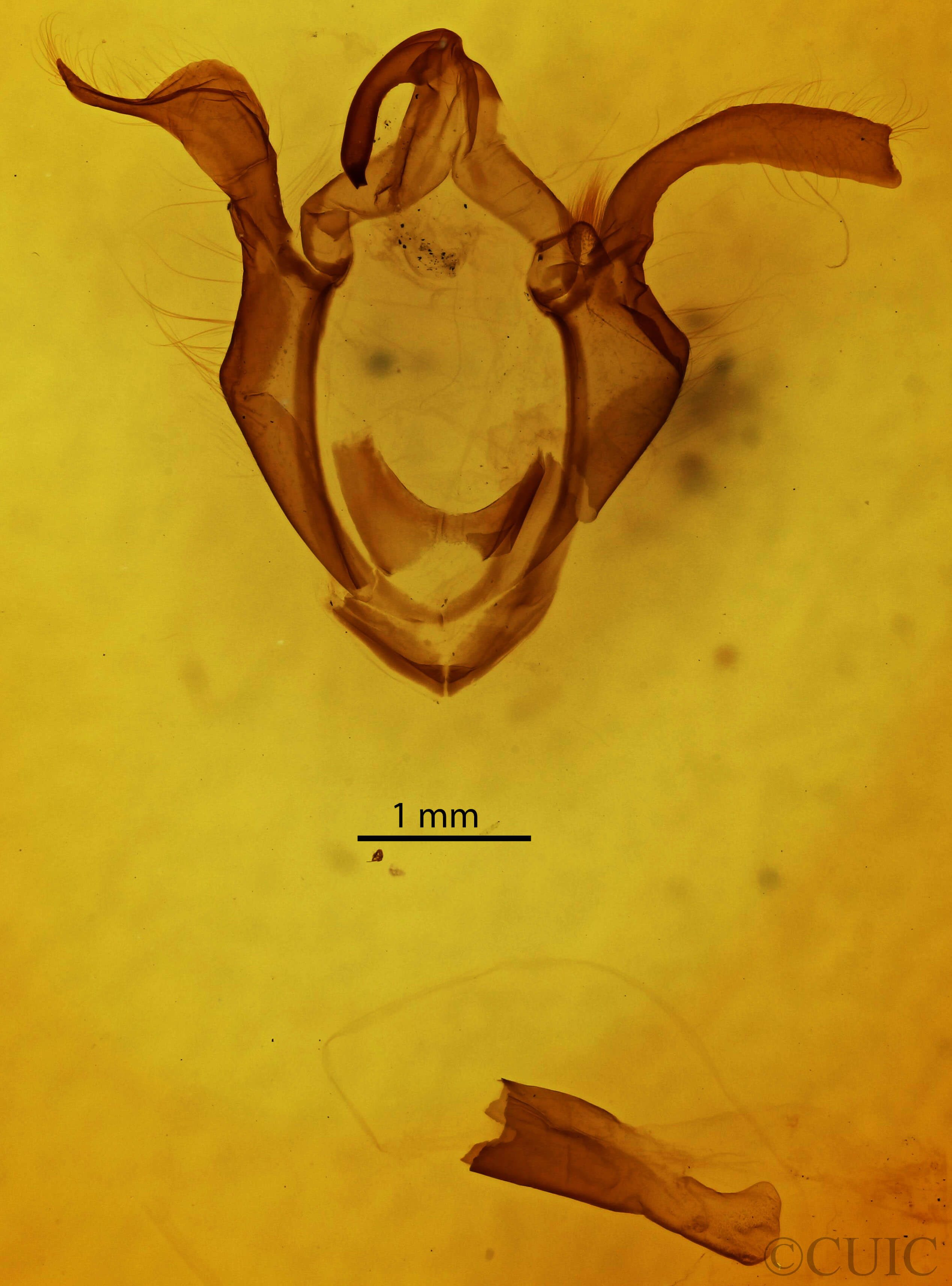 genitalia view of adult Zale horrida