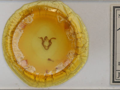 slide view of adult Zale horrida