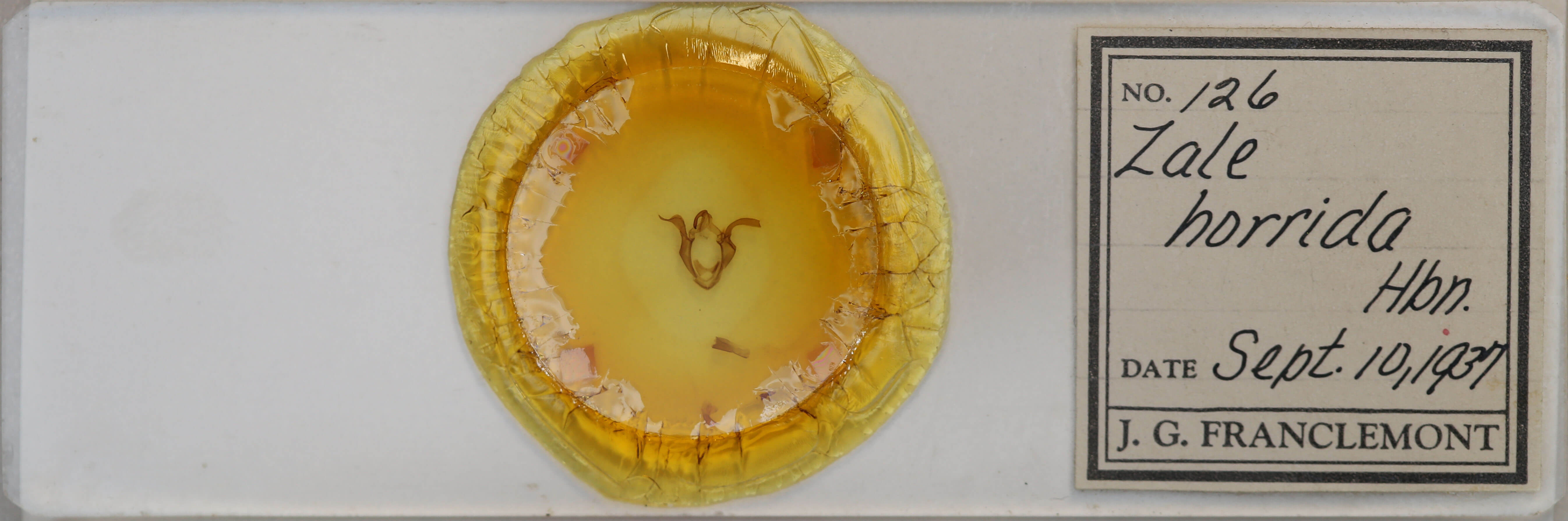 slide view of adult Zale horrida