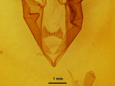genitalia view of adult Zale minerea