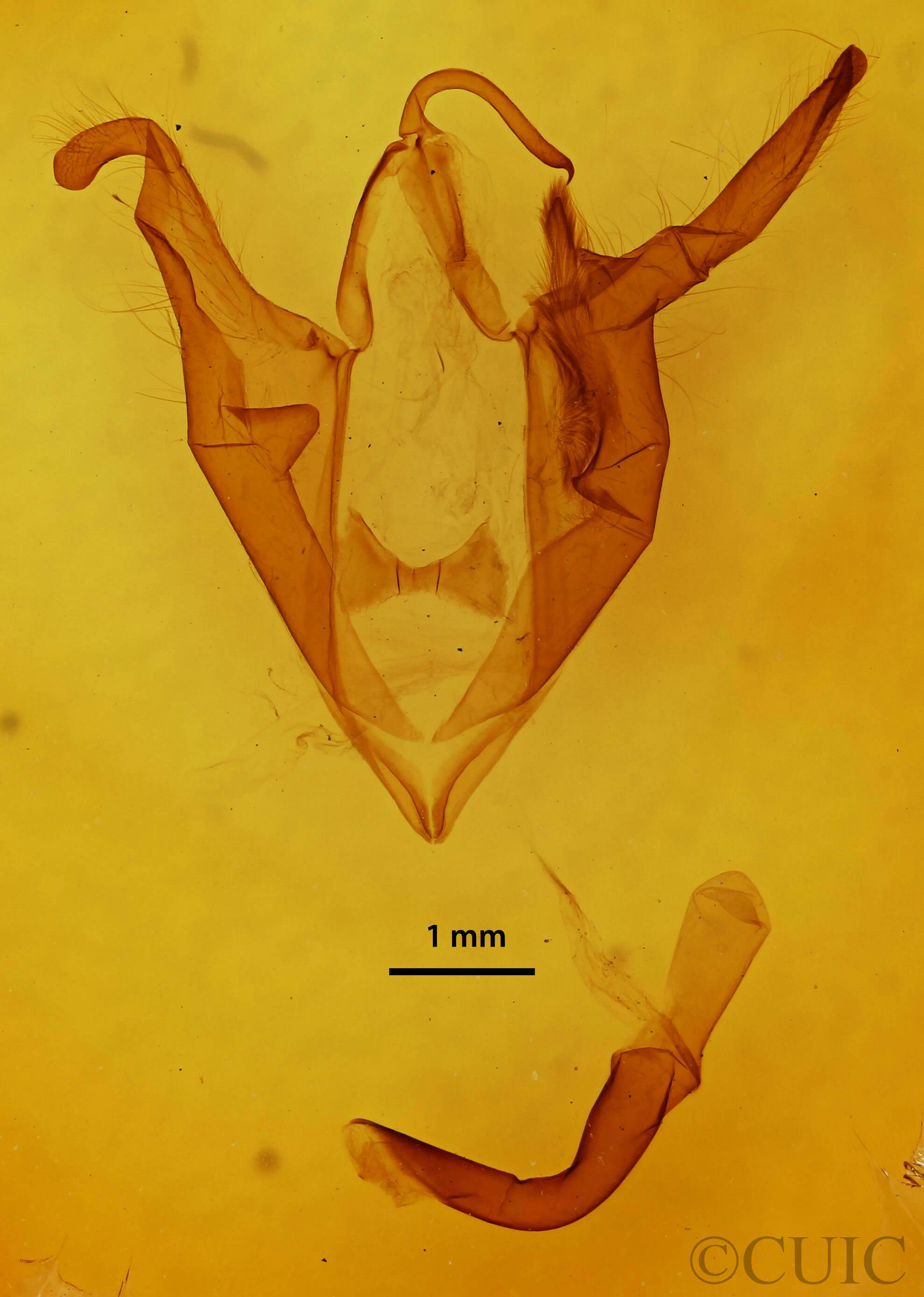 genitalia view of adult Zale minerea